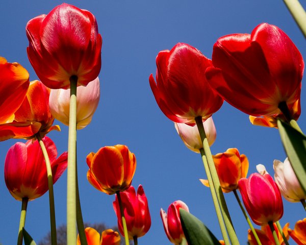 Comment organiser une visite des champs de tulipes en fleurs aux Pays-Bas?
